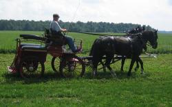 LeonCarriage-Driving
